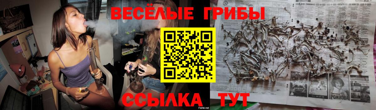 Псилоцибиновые грибы Psilocybe  Клин  Псилоцибиновые грибы GOLDEN TEACHER 